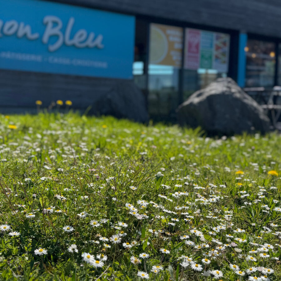 Rayon de soleil en terrasse à Bezannes, au Macaron Bleu 