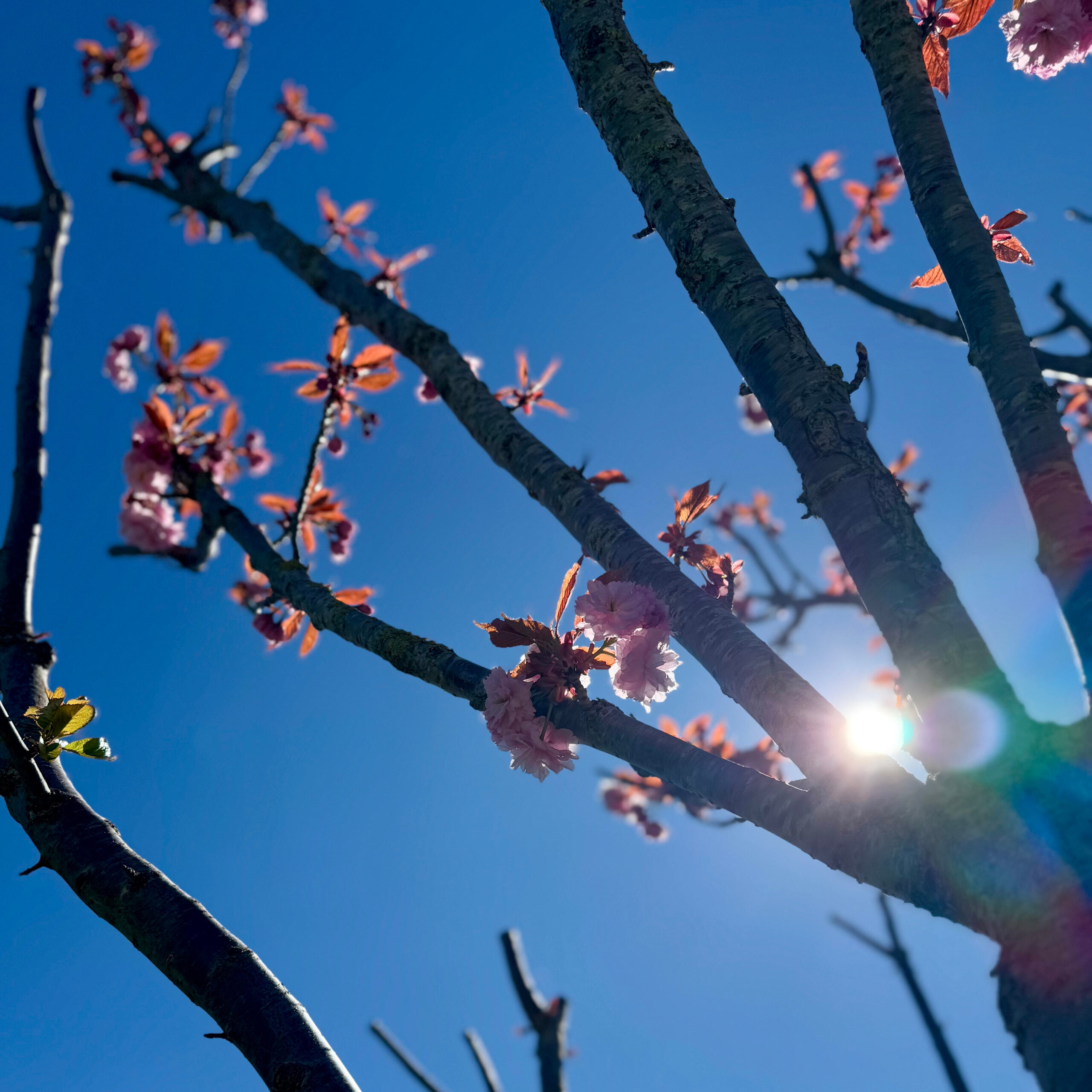 Rayon de soleil à travers le cerisier, en terrasse à Bezannes, au Macaron Bleu